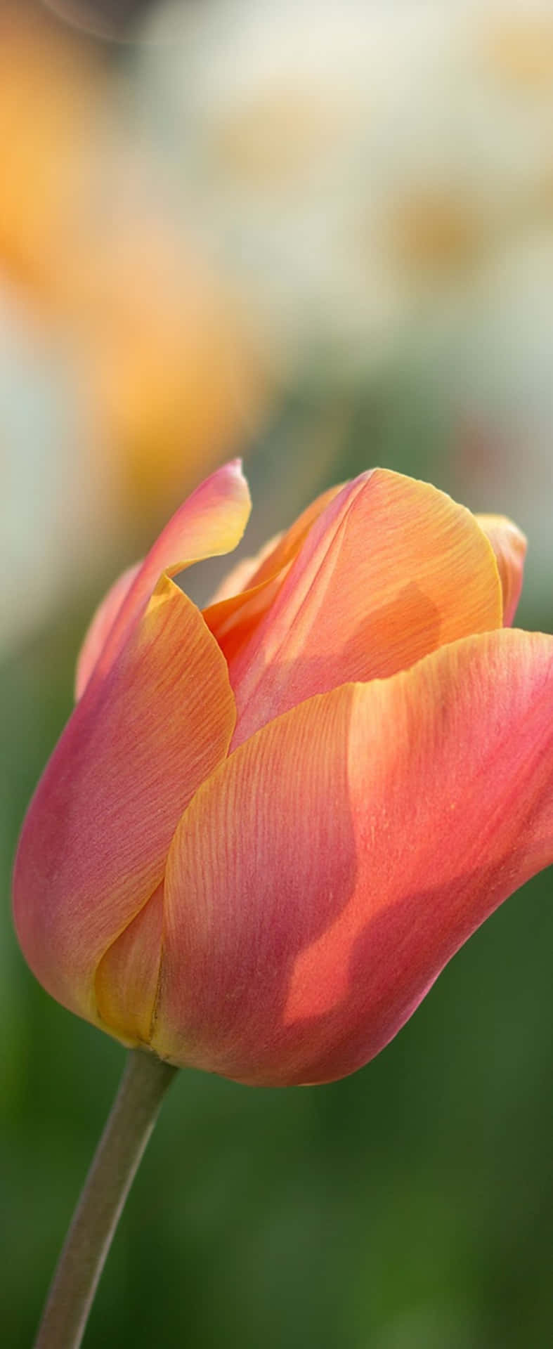 A Tulip Flower With A Yellow And Orange Color Wallpaper