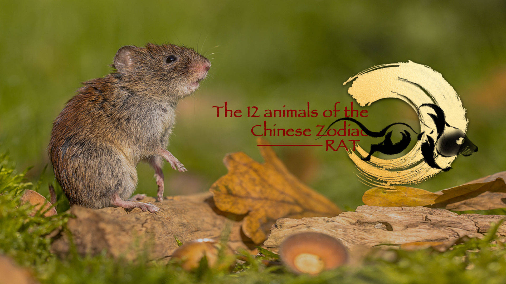12 Animals Of The Chinese Zodiac Rat Wallpaper