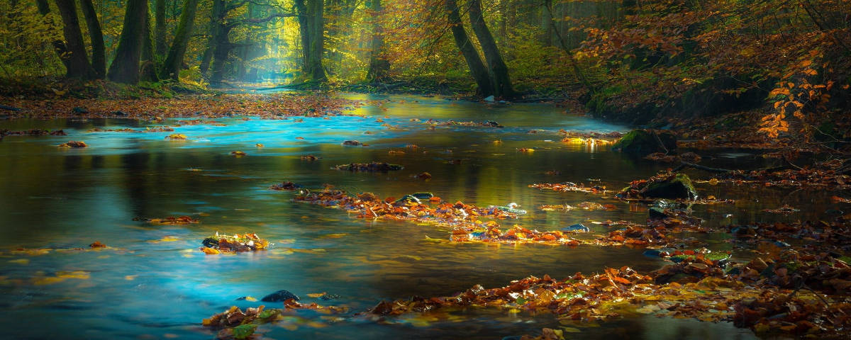 1200x480 Autumn Leaves In Water Wallpaper