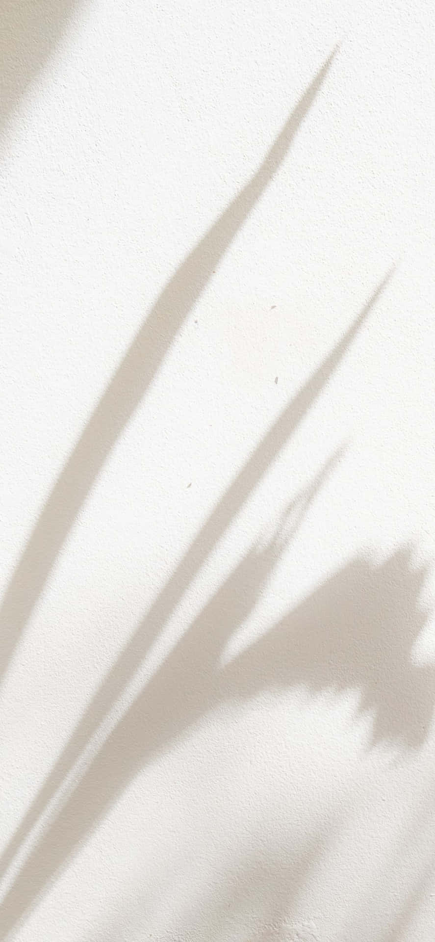 A Shadow Of A Plant On A White Wall Wallpaper