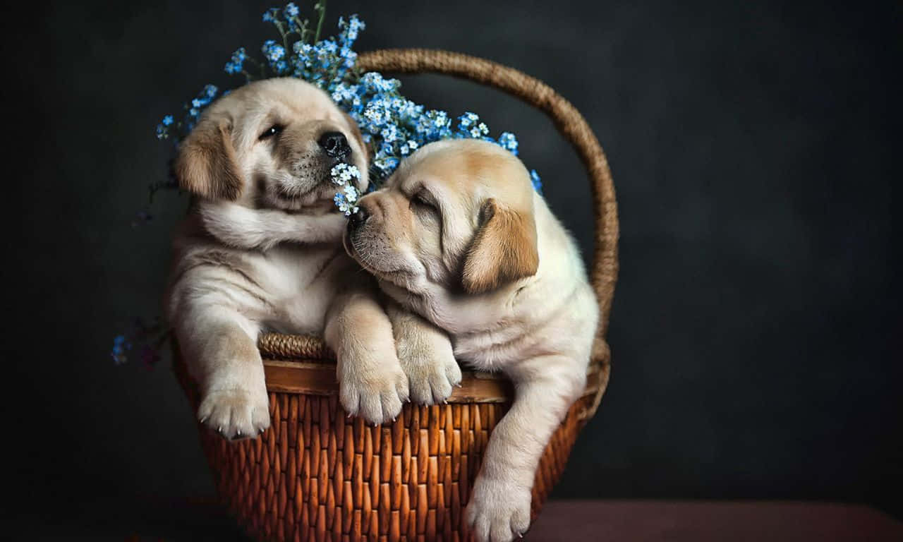 Two Labrador Puppies In A Basket With Blue Flowers Wallpaper