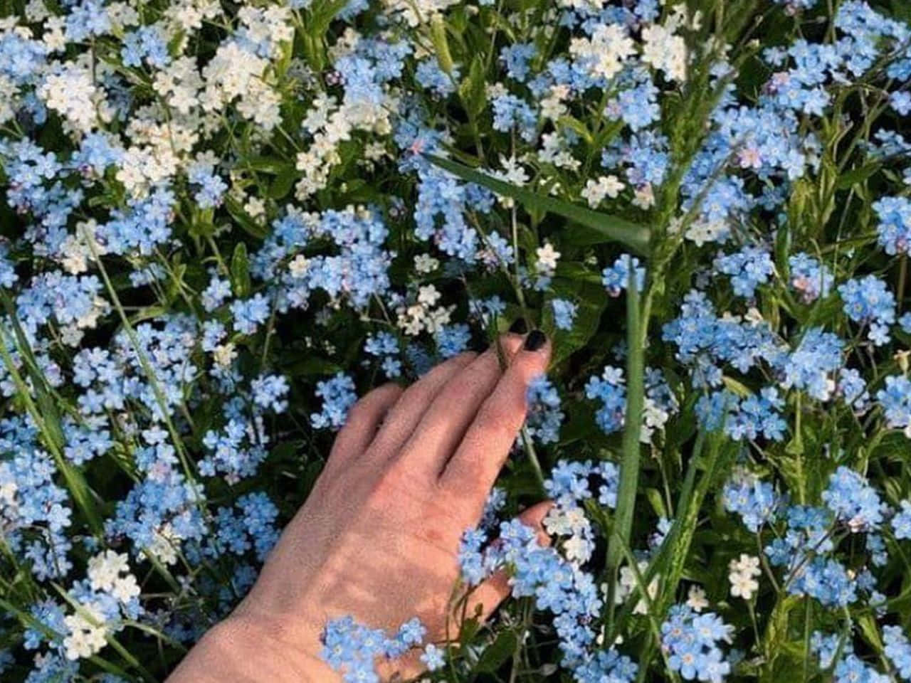 Lamano De Una Persona Alcanzando Un Campo De Flores Azules Fondo de pantalla