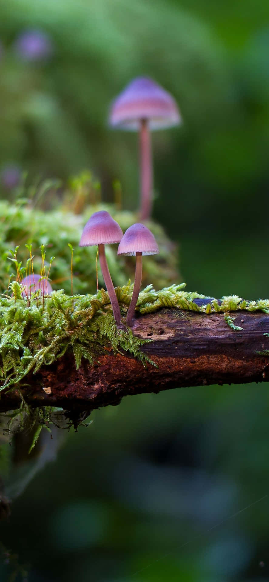 A Group Of Mushrooms On A Branch Wallpaper