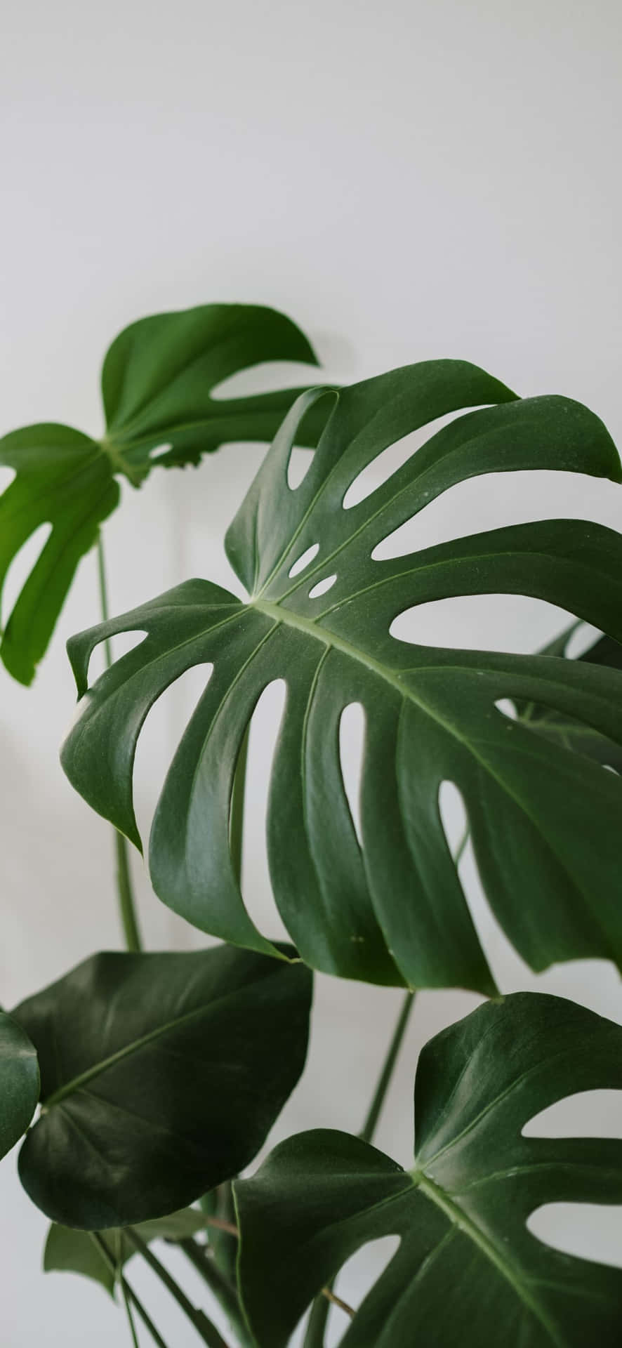 A Large Plant With Large Leaves In A White Pot Wallpaper