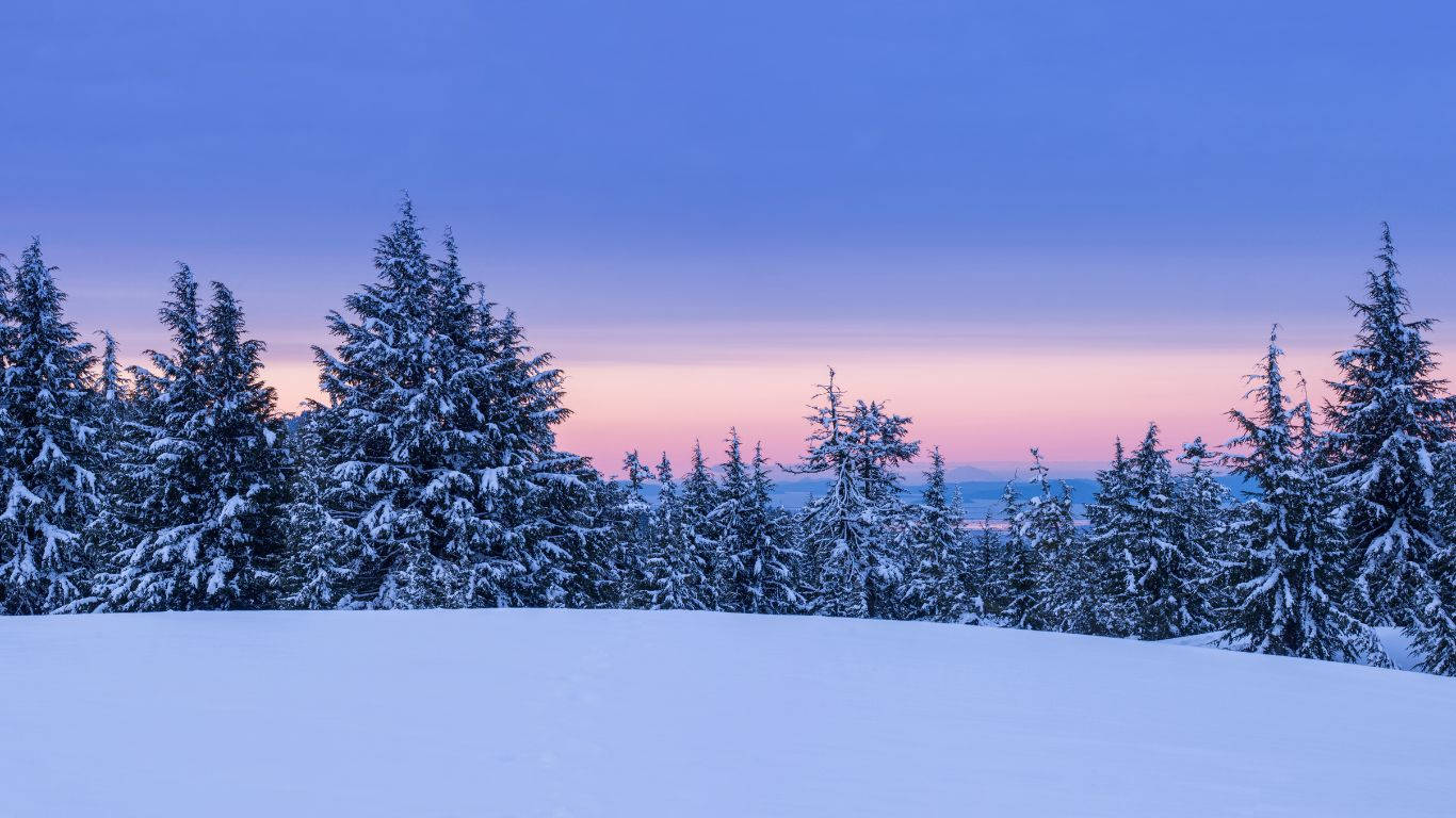 1366 X 768 Winter Forest Sunset Wallpaper