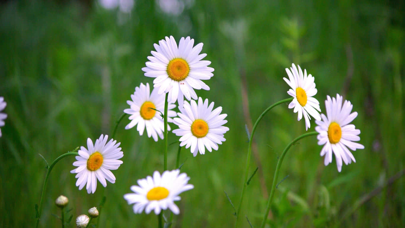 A Field of White Daisies