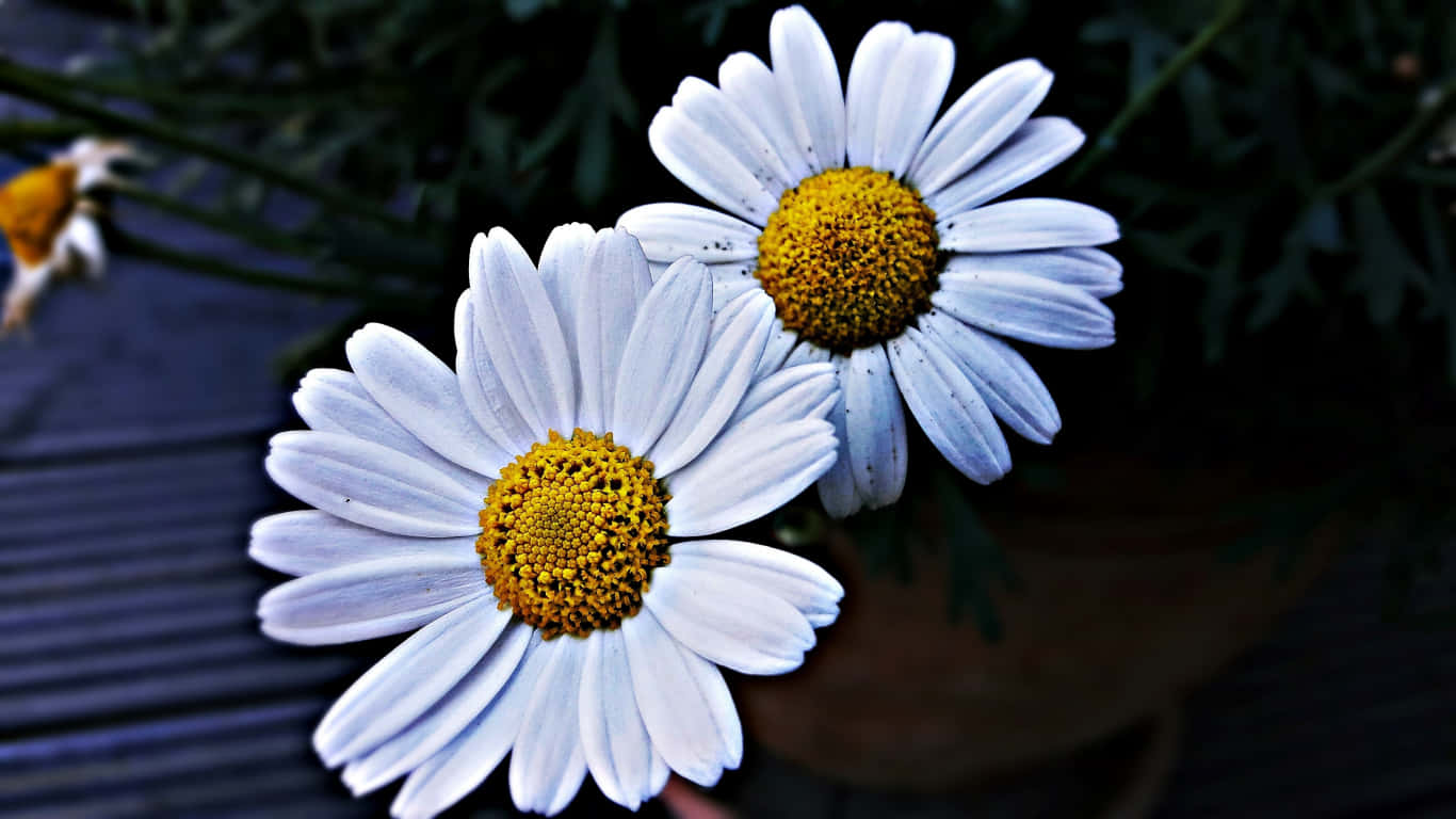 'Vibrant Daisies Lined Up Along A Garden Path'