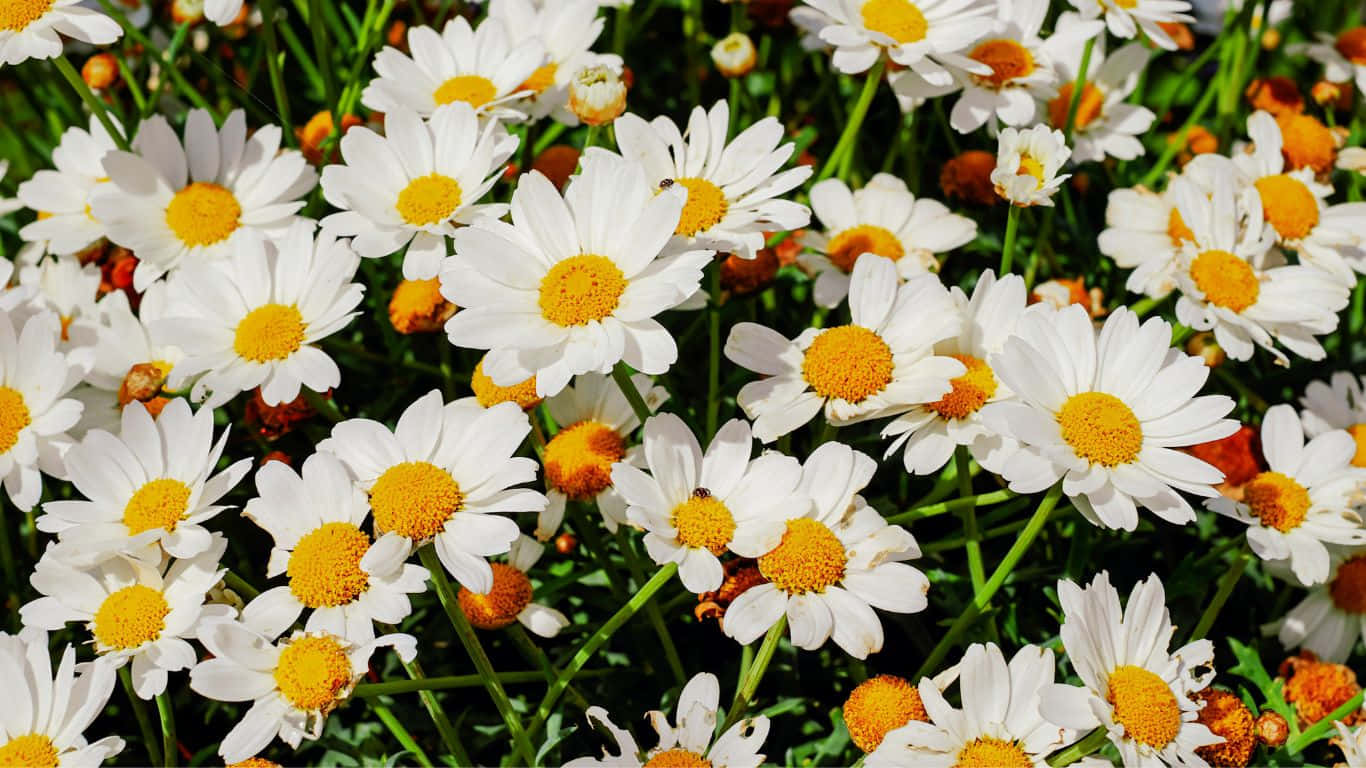 The beauty of daisies in 1366x768 resolution.