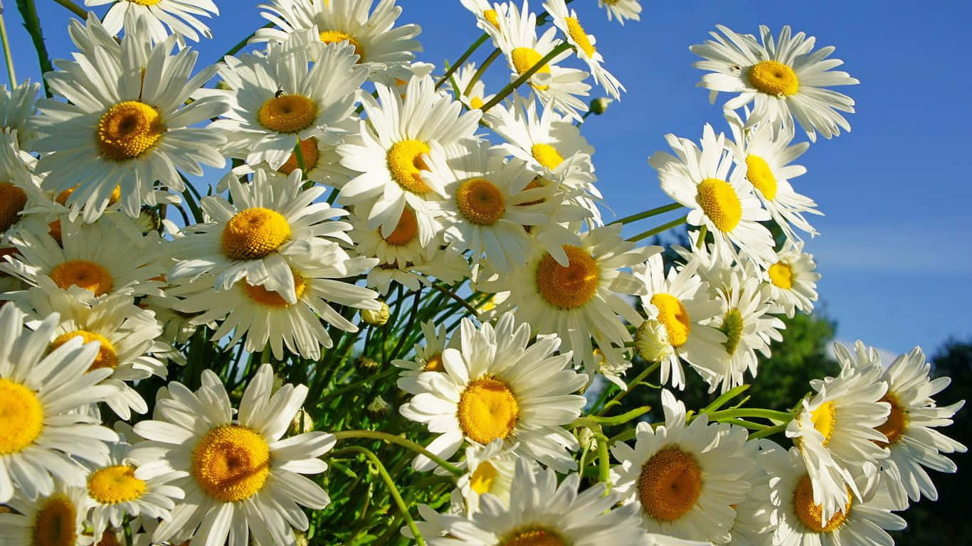 A field of daisies on a summer day