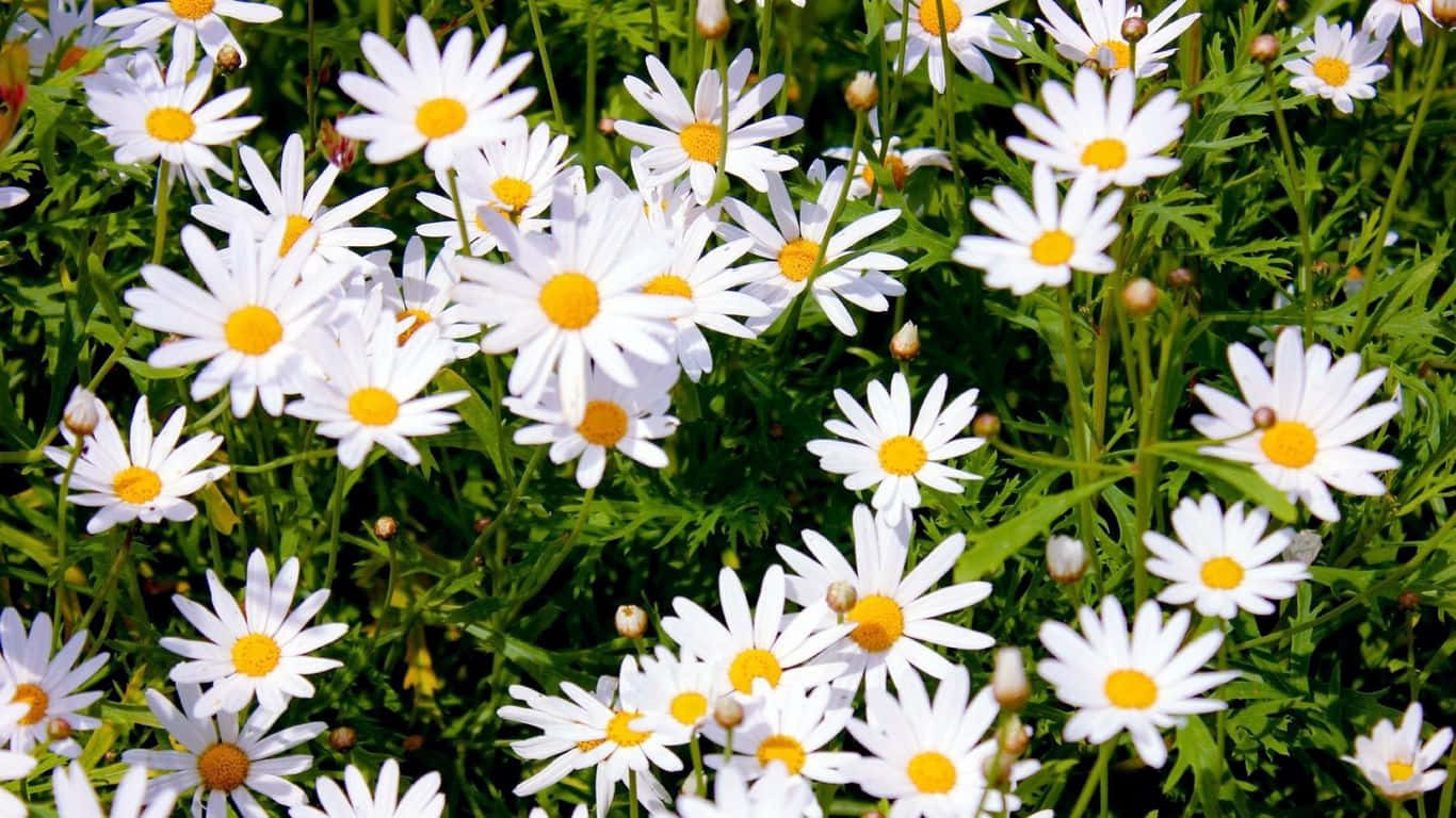 A field of daisies sway in the pre-summer breeze.