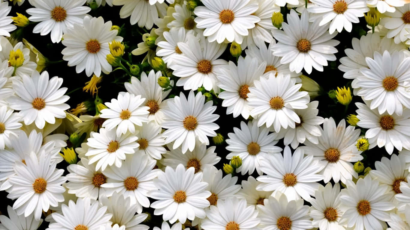 A Field of White Daisies Aglow in the Sun