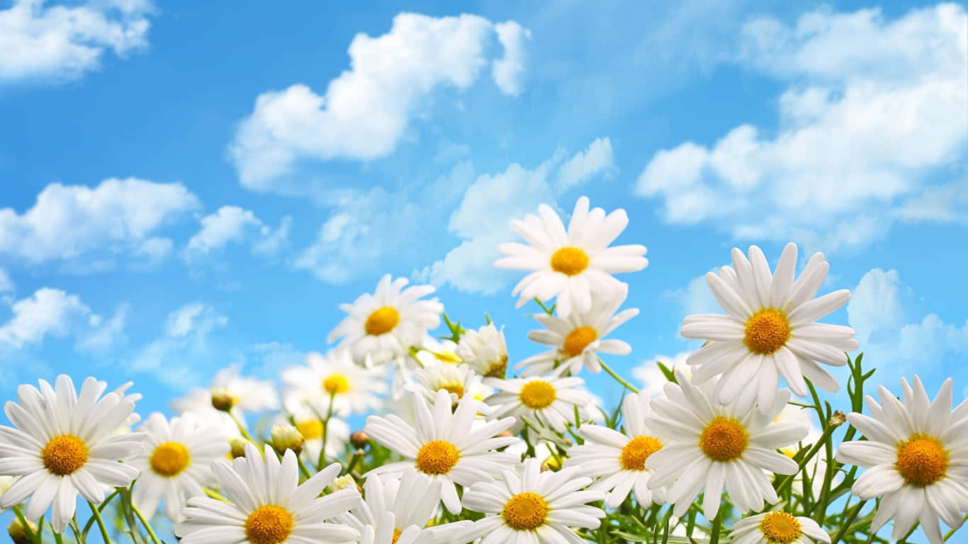 A field of daisies against a clear blue sky