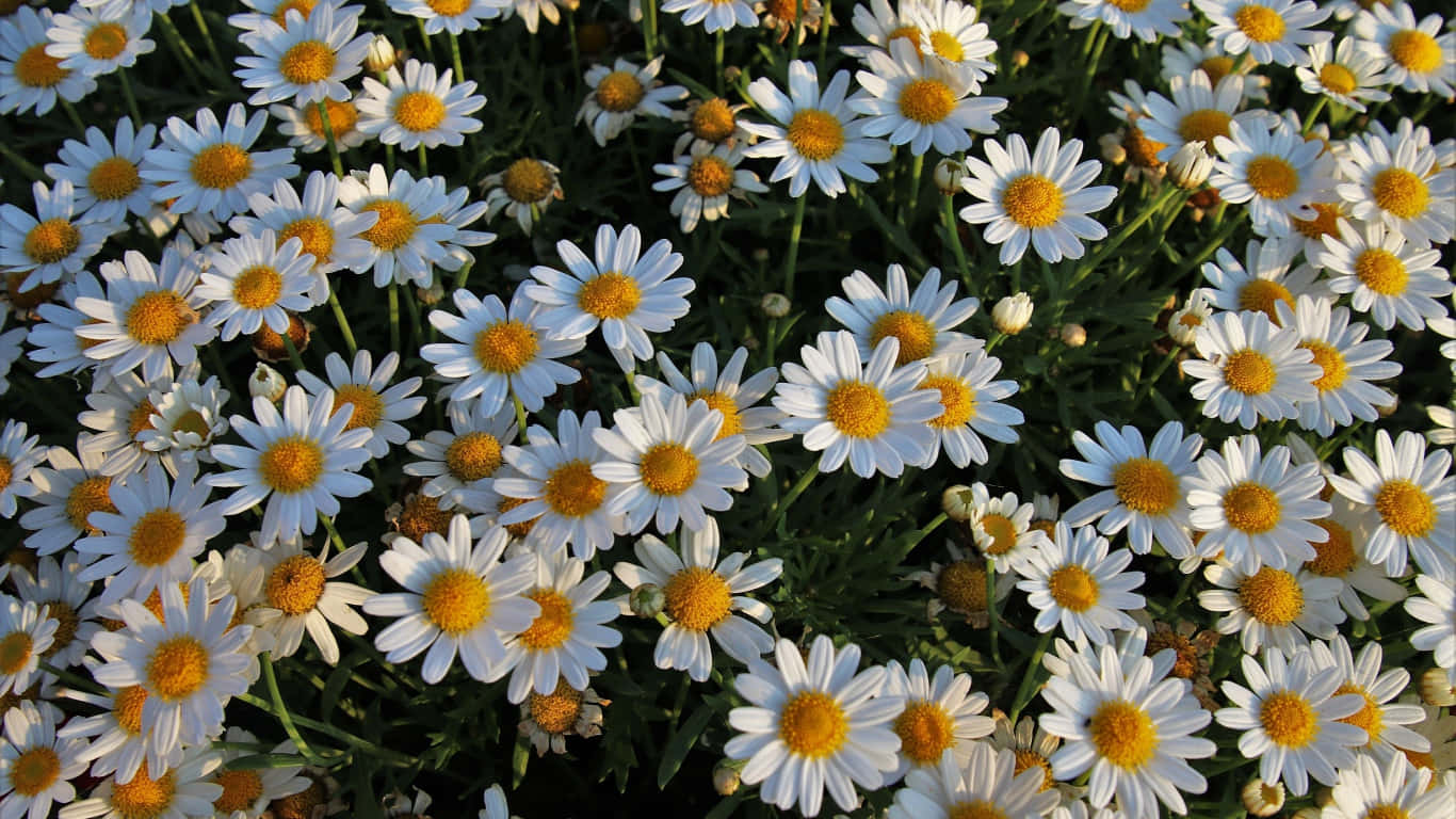 A field of daisies in glorious sunlight
