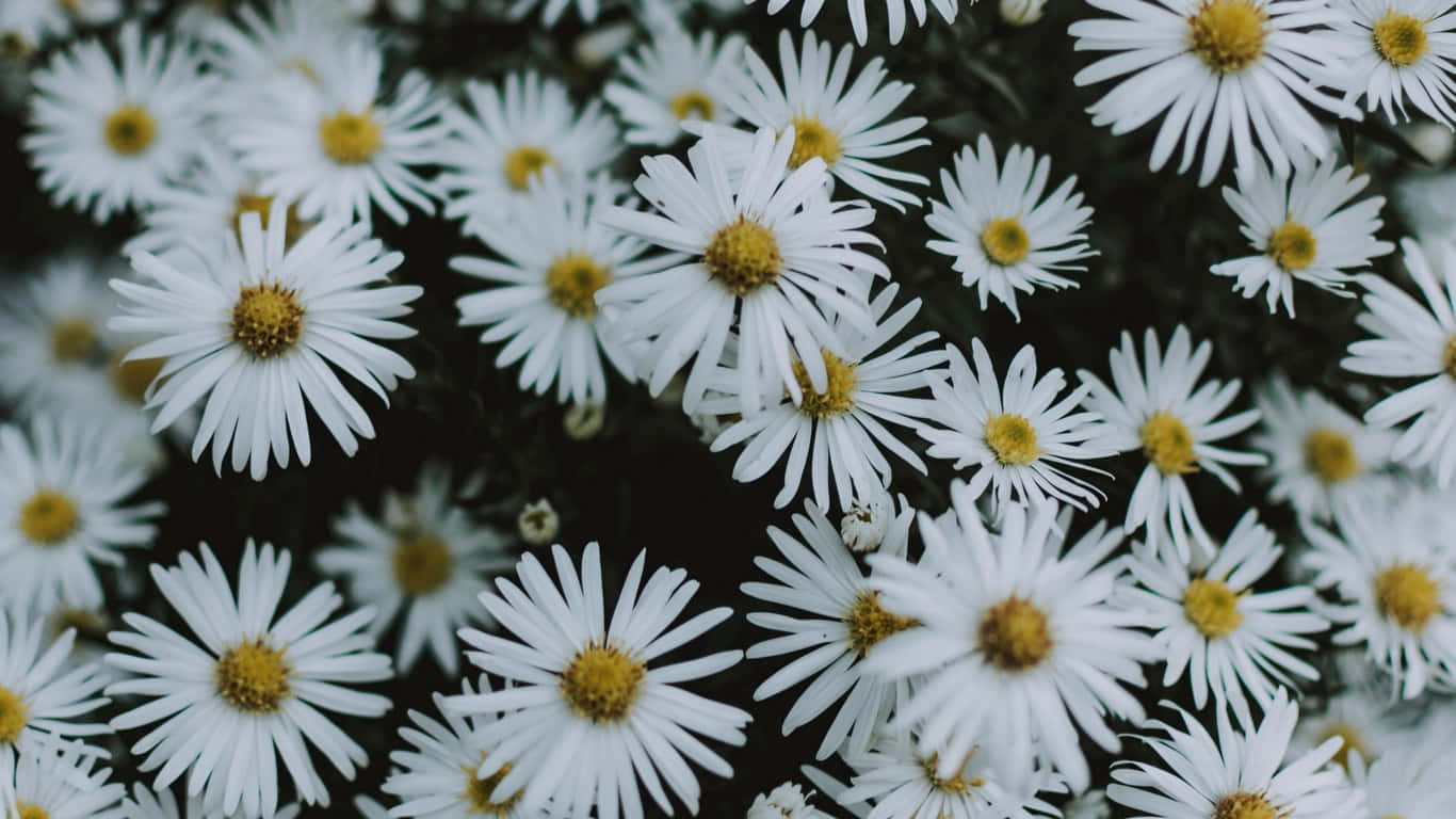 A field of vibrant daisies in bloom