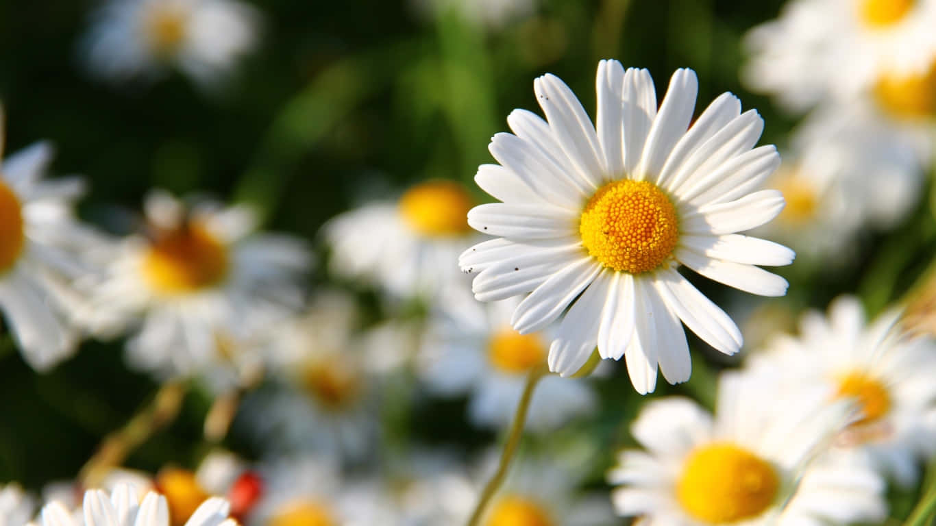 Stay reminded of the beauty of nature with this image of white daisies against a blue sky