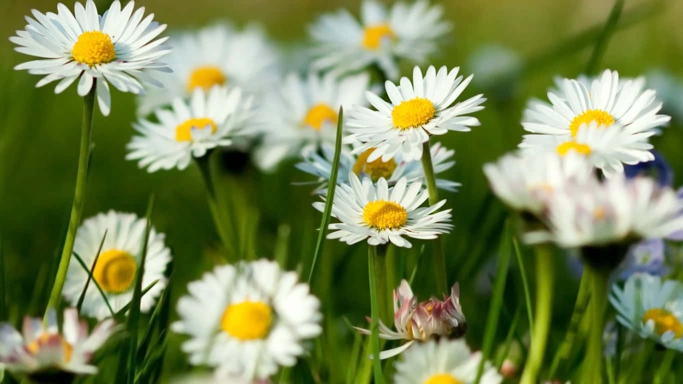 Spring Fields of Daisies