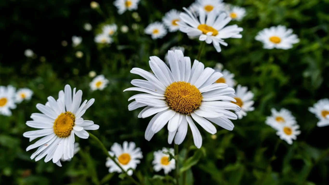 A Soft Bed of Colorful Daisies