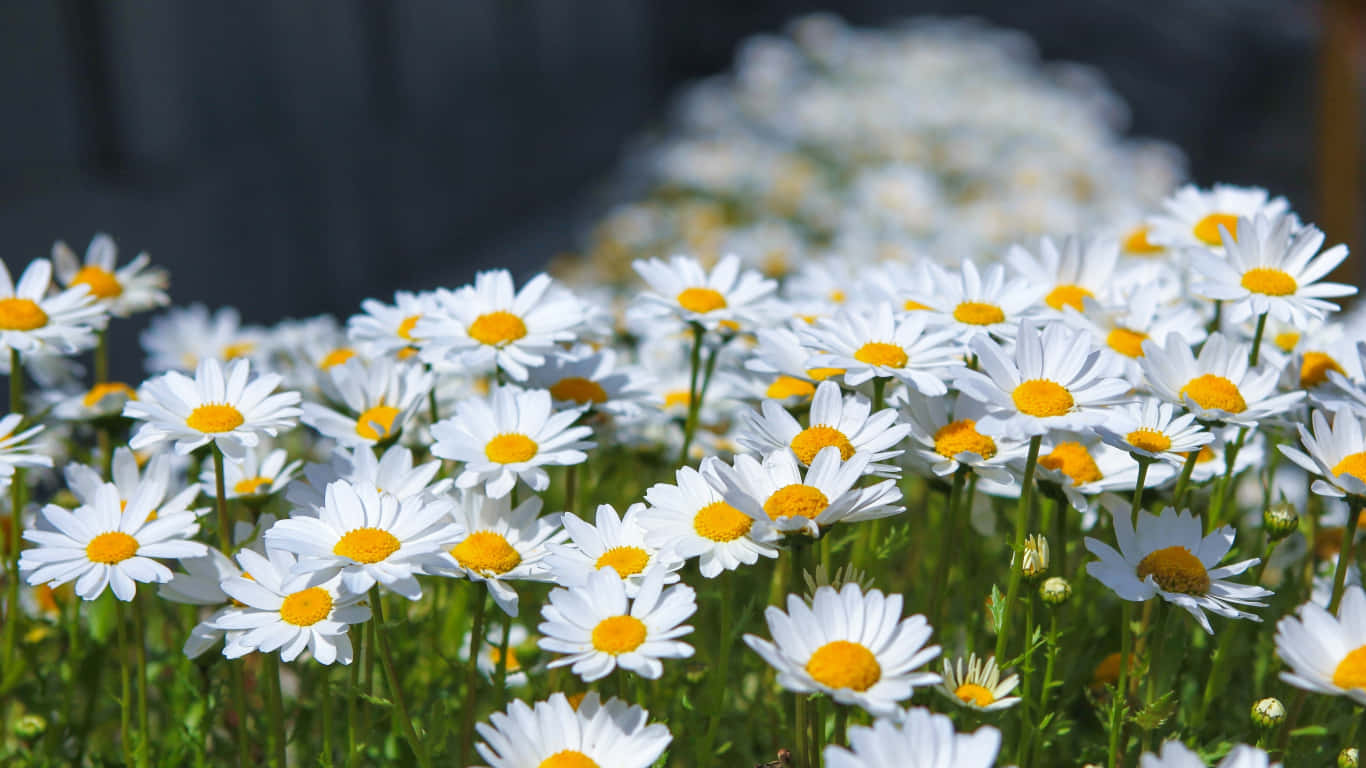 A beautiful field of daisies in sunlight