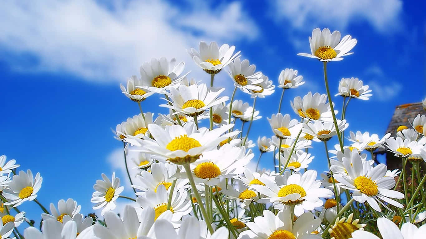 Download wallpaper Field with Spring flowers 1366x768