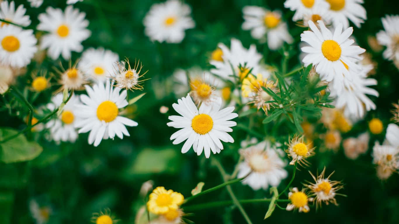 A field of bright white daisies swaying in the wind.