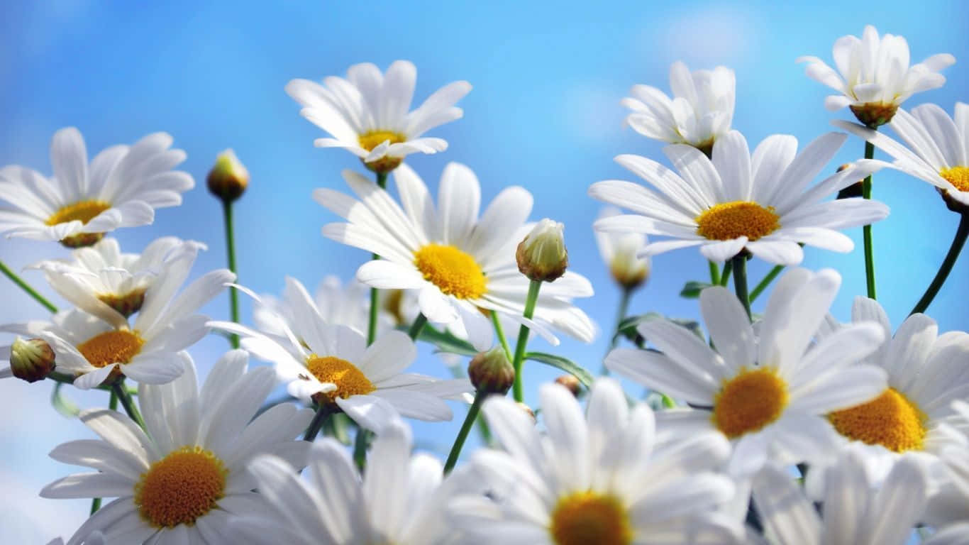 A field of white daisies swaying in the breeze