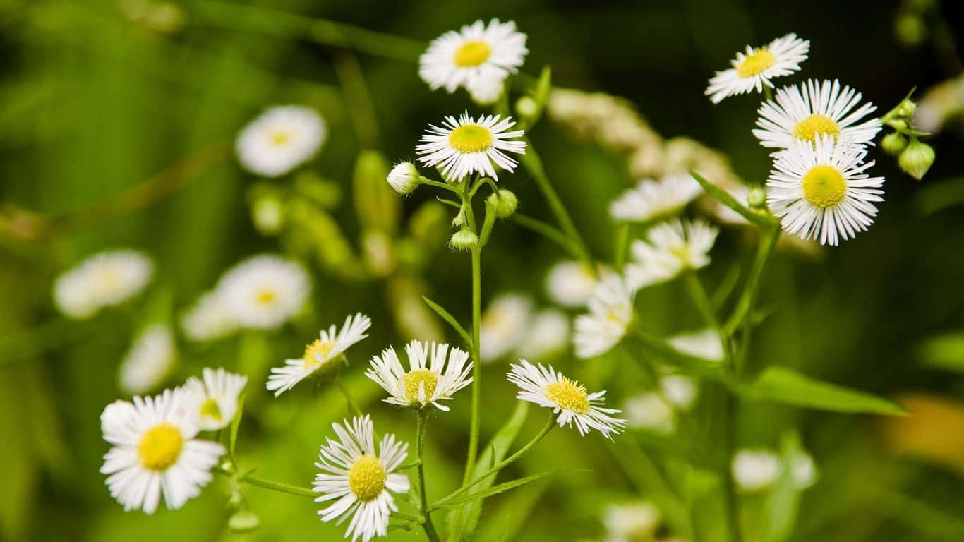 Hãy cùng ngắm nhìn những bông hoa cúc trắng như tuyết trên đồng cỏ xanh thơm mát. Hình ảnh này sẽ làm cho bạn cảm thấy thư giãn và yên bình trong không gian tự nhiên.