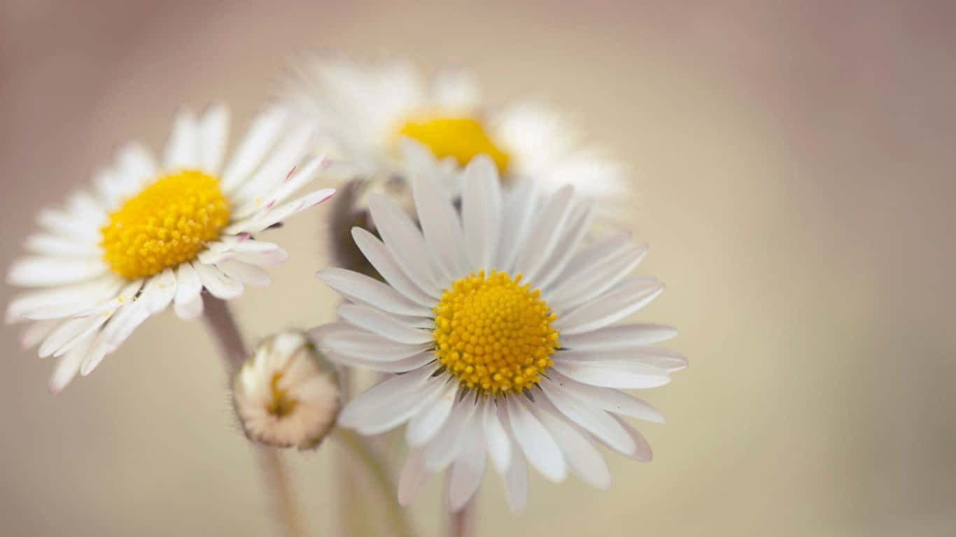 The brightness of daisies against a clear backdrop