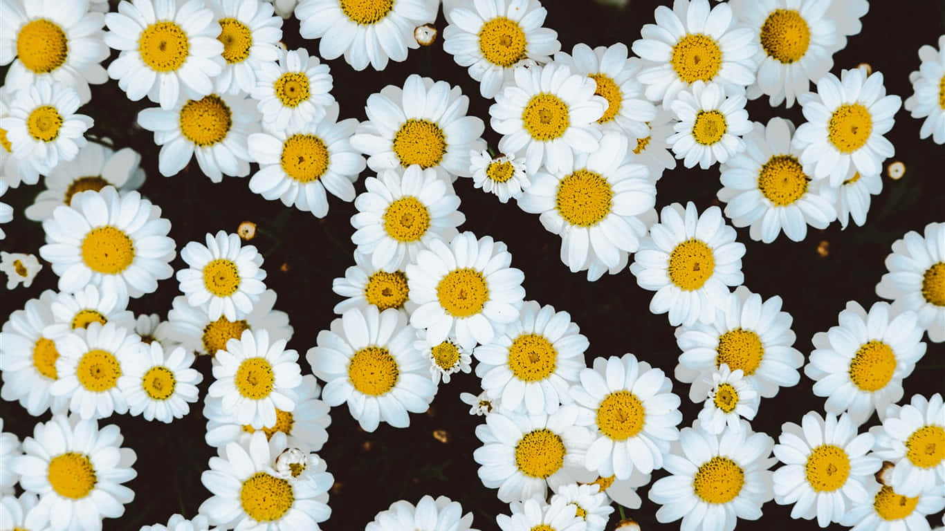 A Bunch Of White Daisies On A Black Background