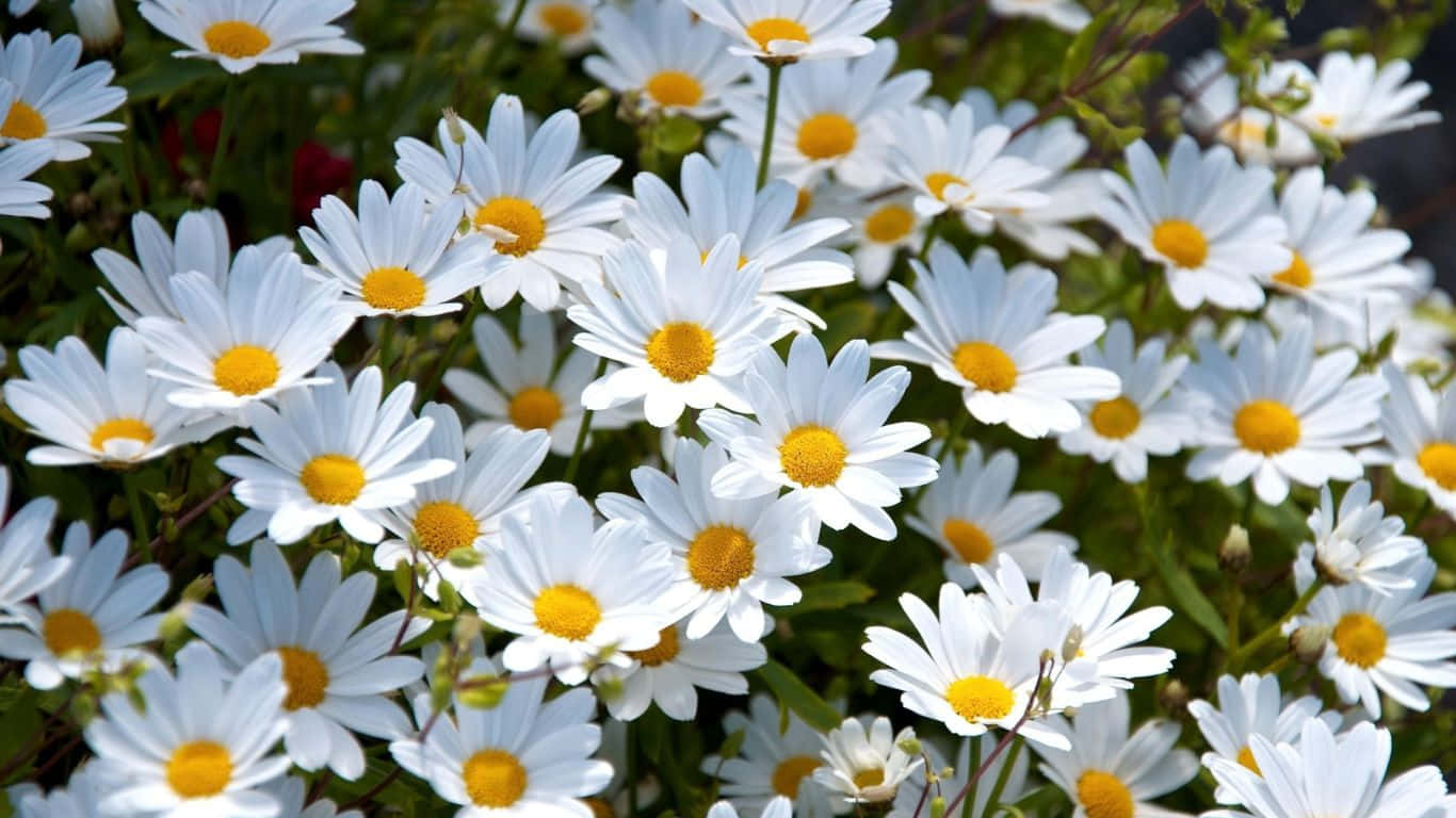 A Beautiful Field of White and Yellow Daisies