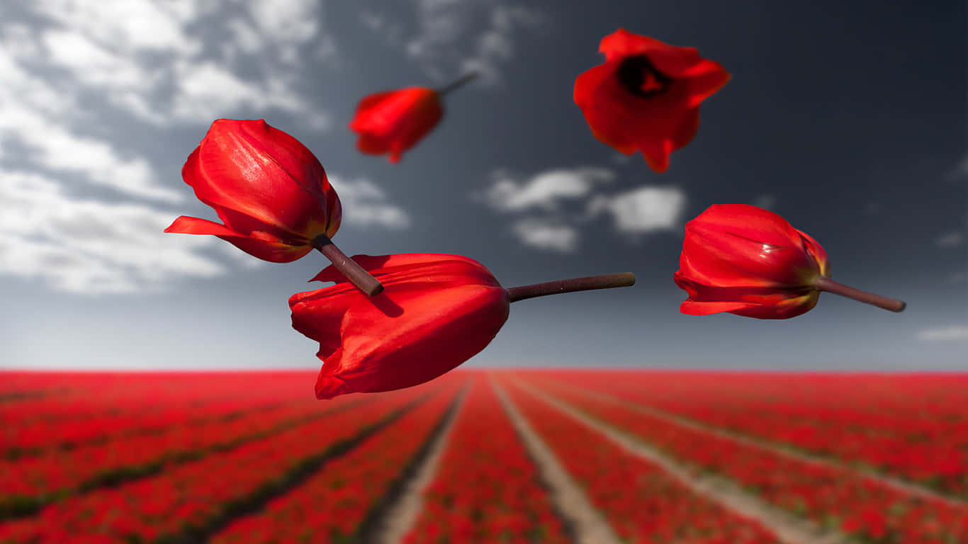 danske røde tulipaner på marken