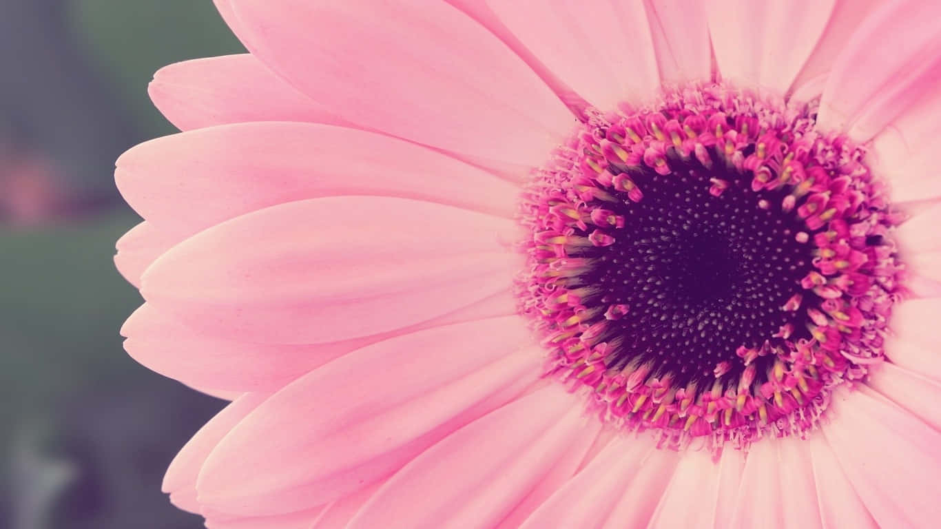 Et tæt billede af en lyserød blomst med et centrum af bleggult