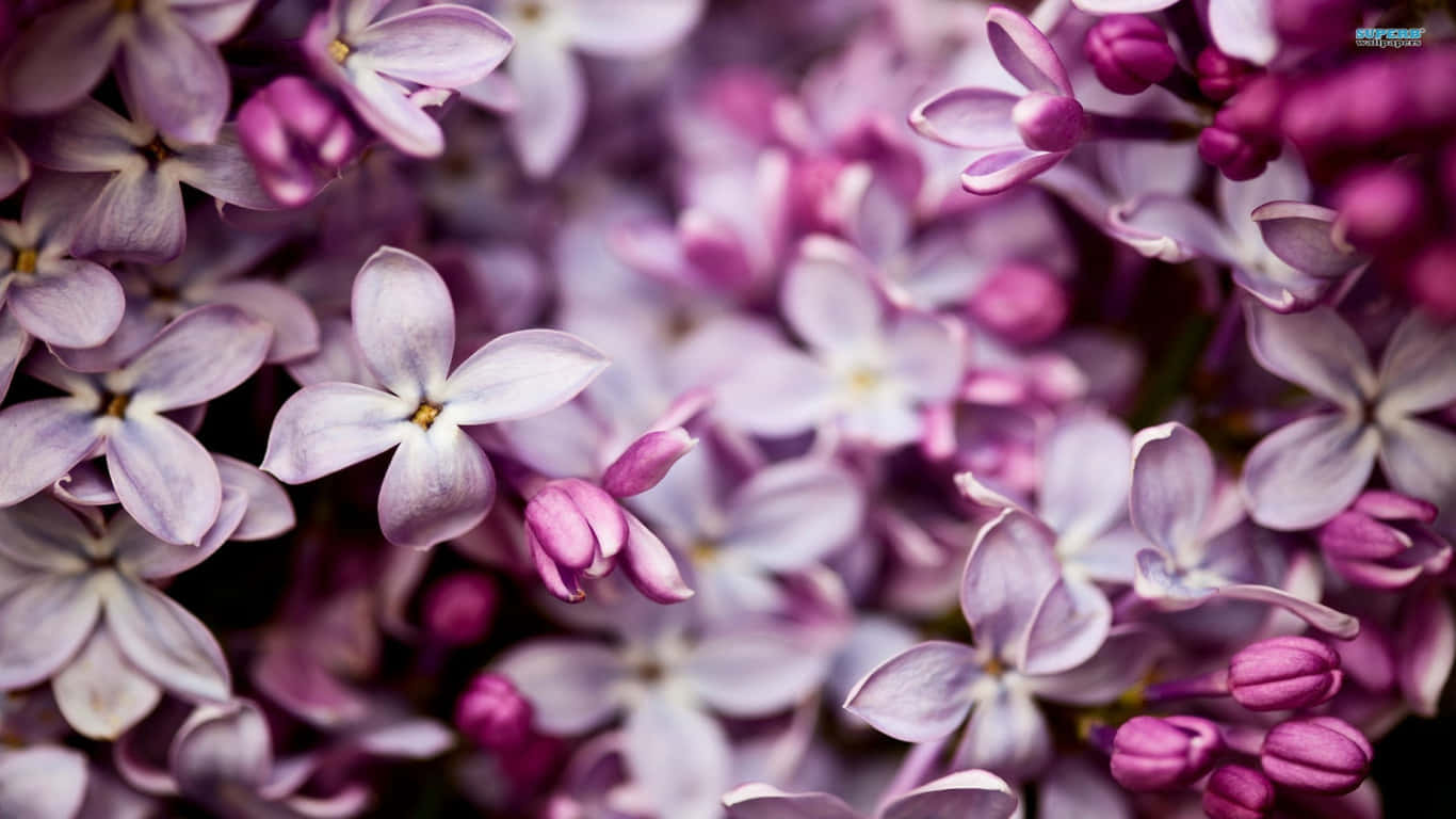 1366x768 Flowers Baltana Lilac Background