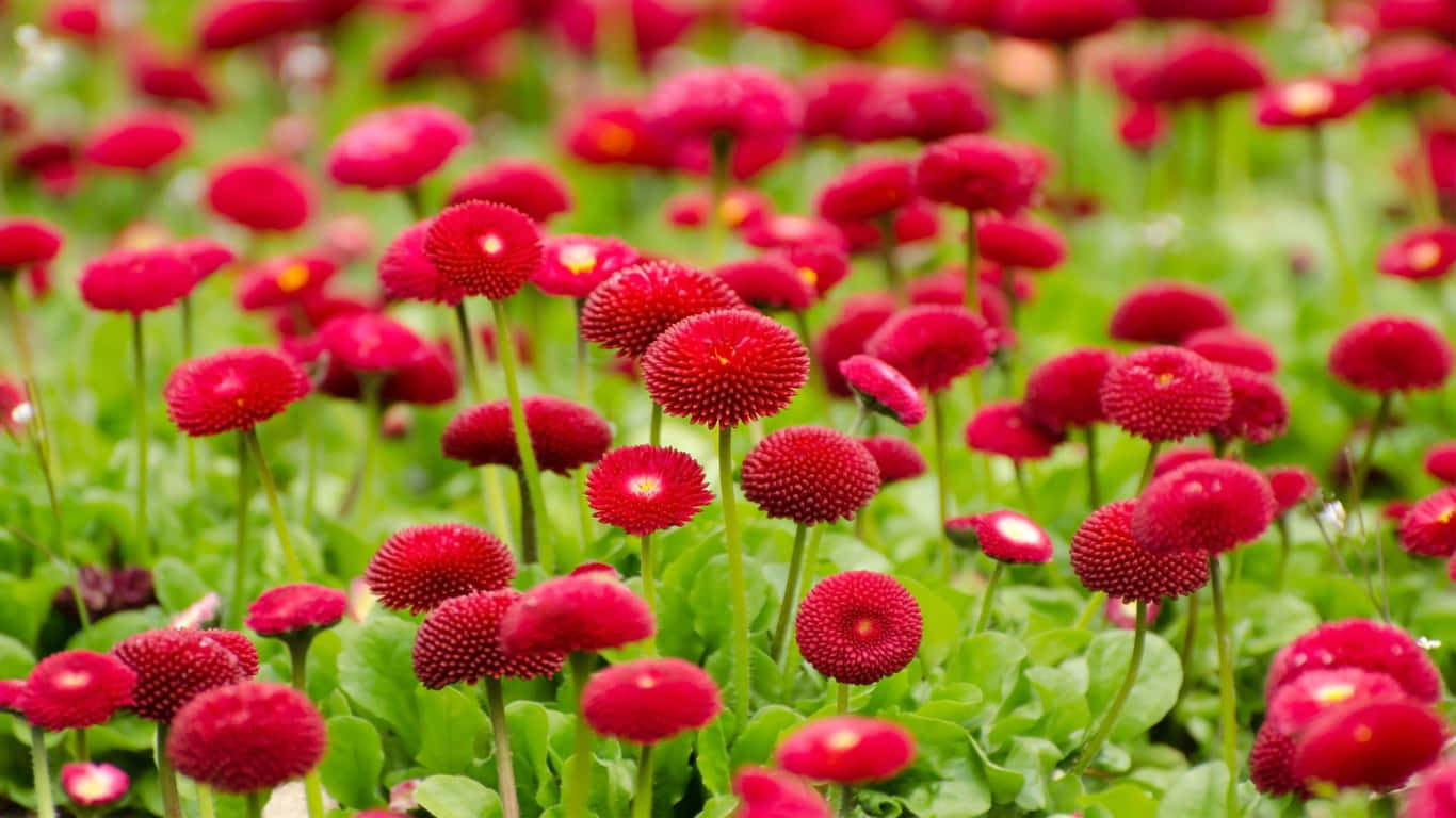 Røde blomster i et felt med grønne blade