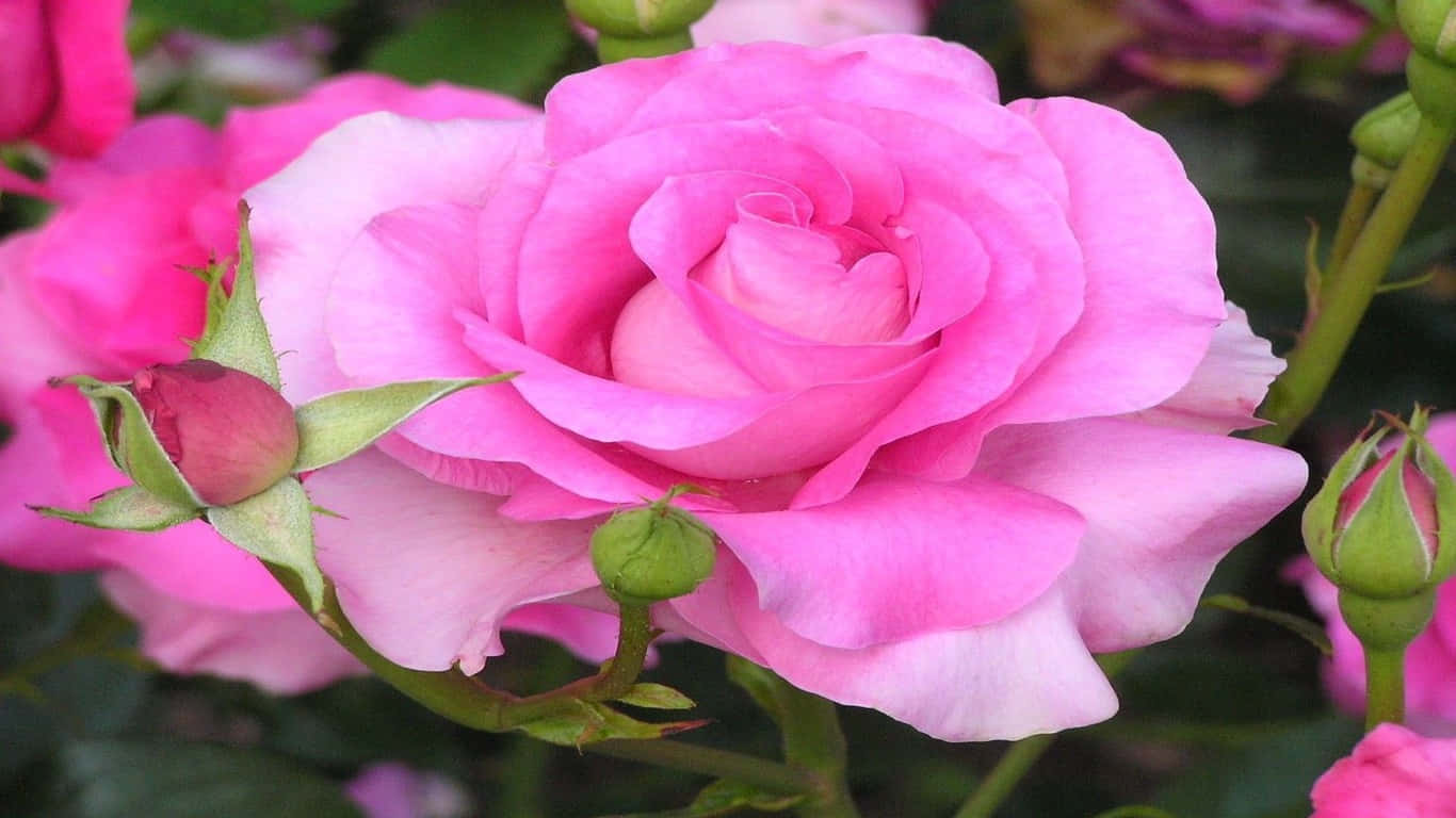 a pink rose with green leaves and flowers