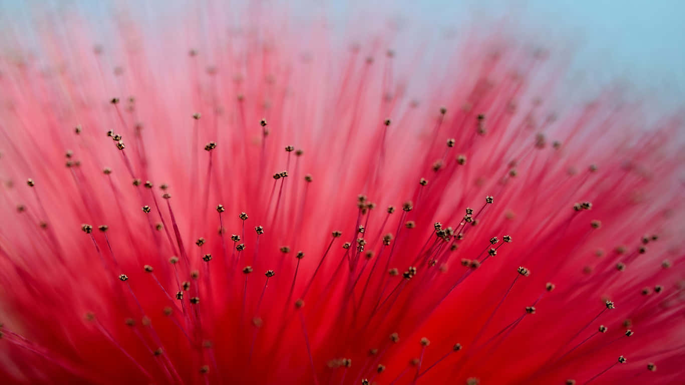 a close up of a red flower