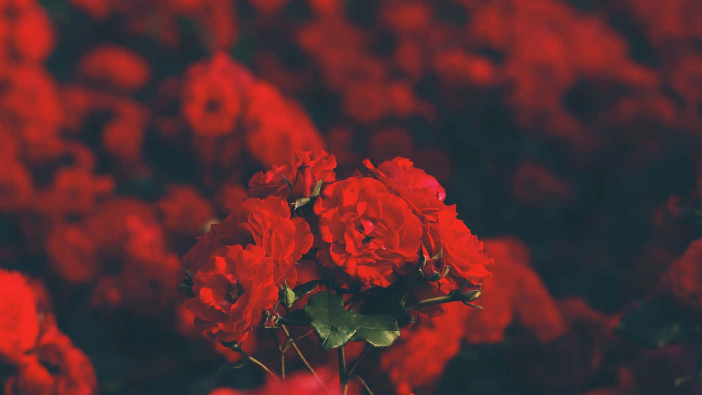 red roses in a field