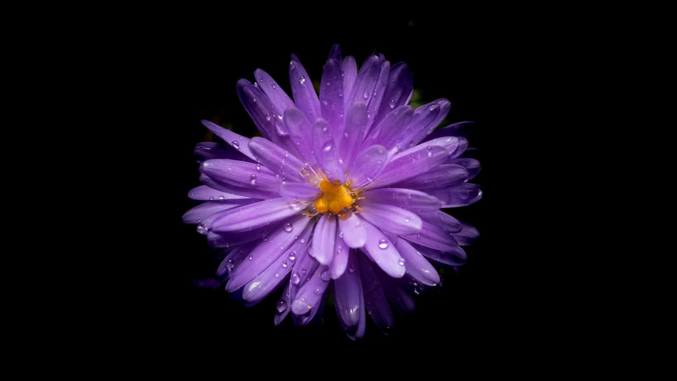 a purple flower with water droplets on a black background