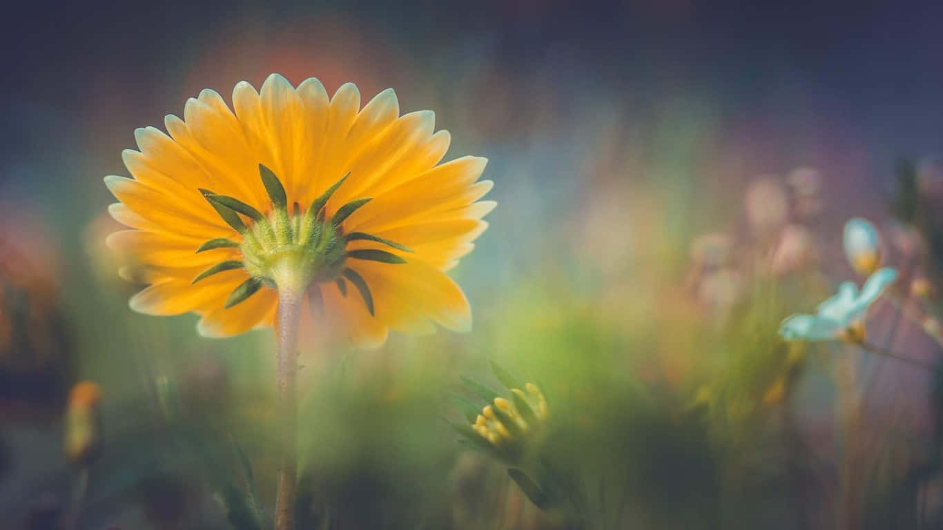 a yellow flower in a field of flowers