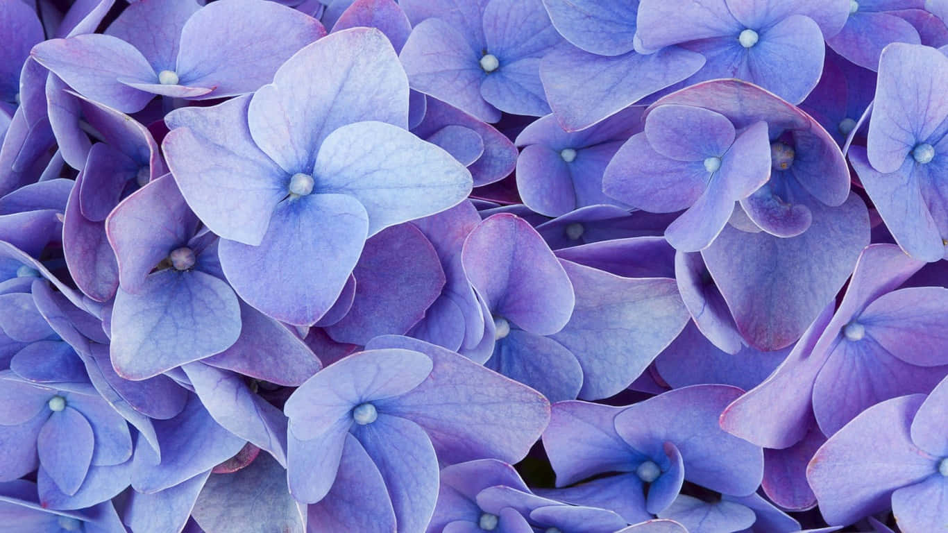 a close up of blue flowers