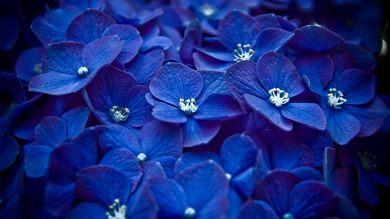 Blå blomster i mørket