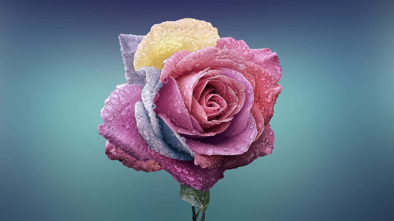 En lyserød rose med en blå baggrund