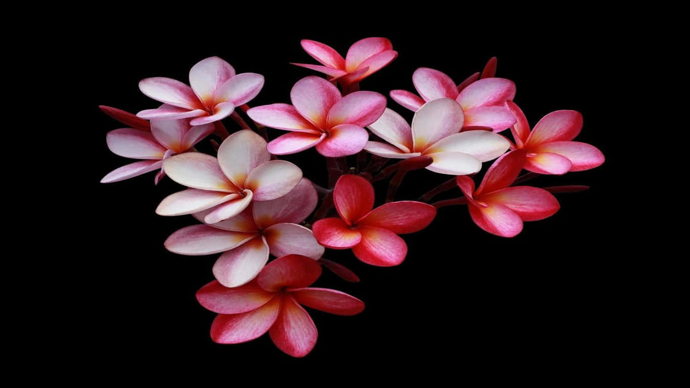 a bunch of pink and white flowers on a black background