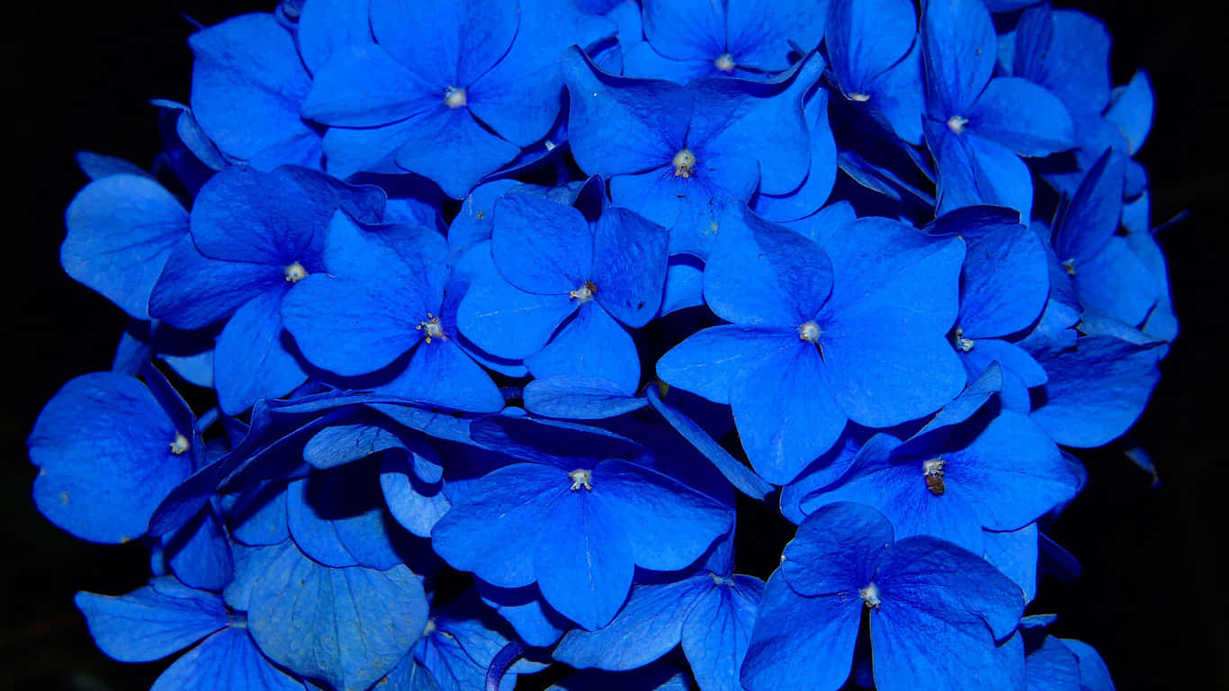 a bunch of blue flowers in the dark