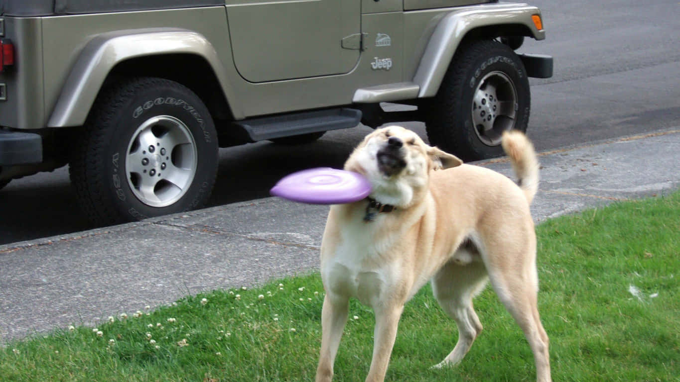 Jovendisfrutando De Un Día De Verano Con Un Frisbee.