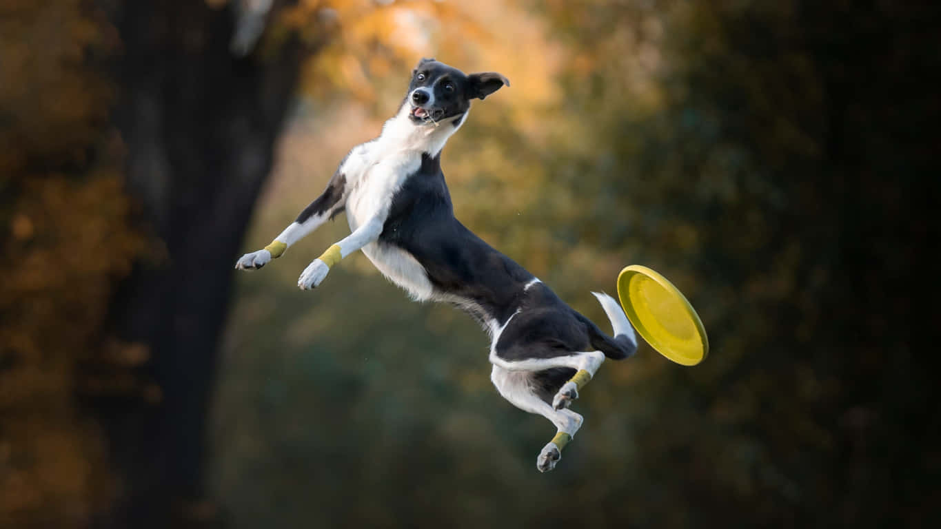 Jovenhombre Lanza Un Frisbee Al Aire Libre.