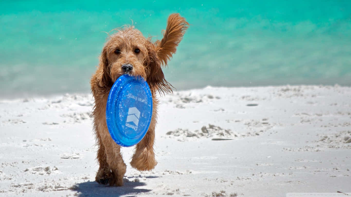 A Dog Running On The Beach With A Blue Frisbee