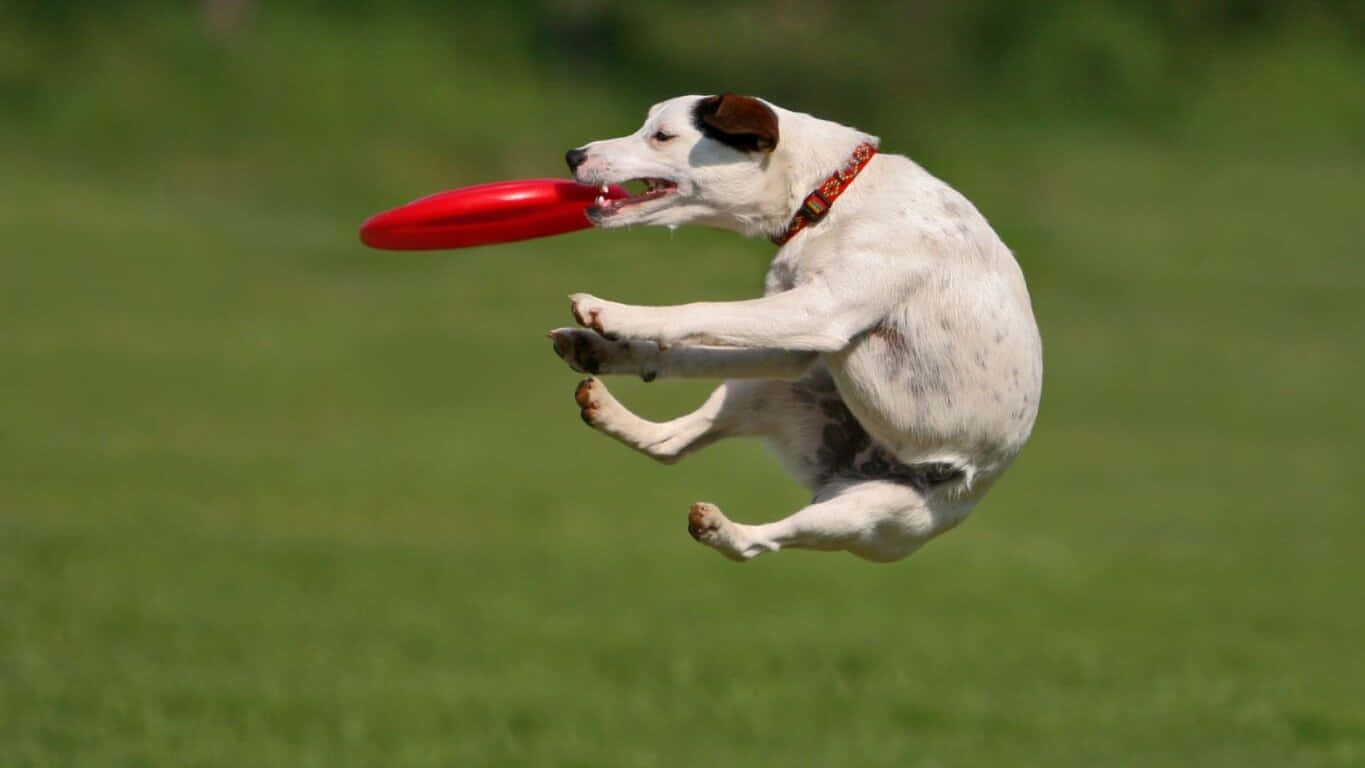 A Frisbee Disc Taking Flight