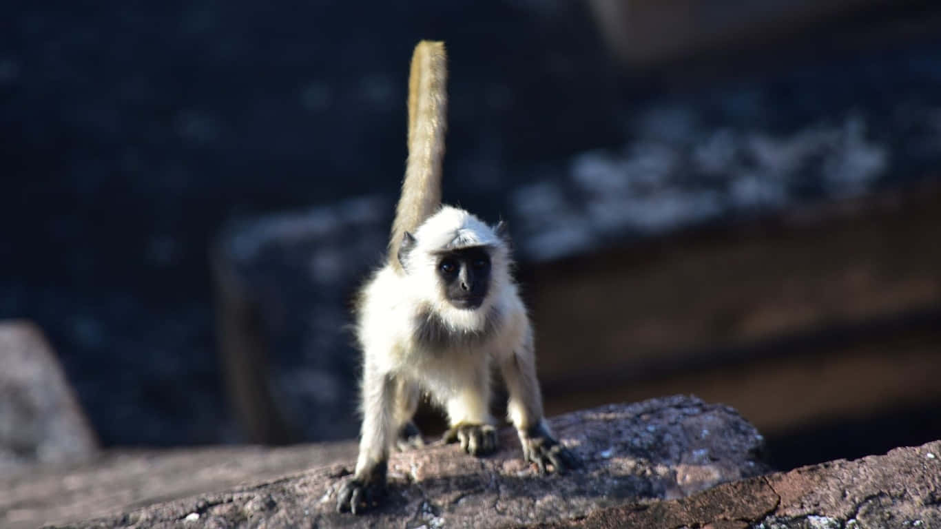 Primopiano Di Un Gibbone