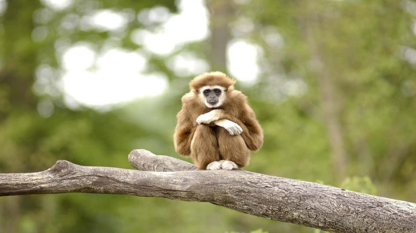 A Gibbon perched atop a tree, looking forward