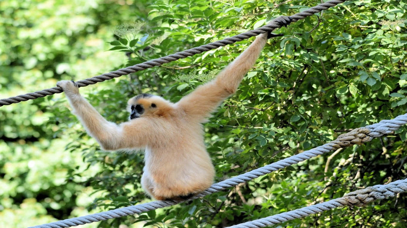 A baby gibbon sits perched in a tree